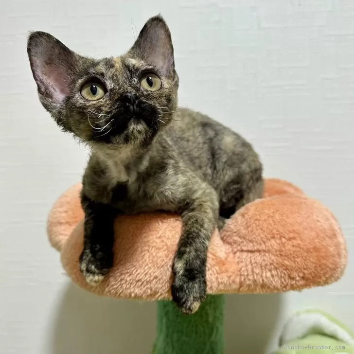 ID:2408-02771の子猫