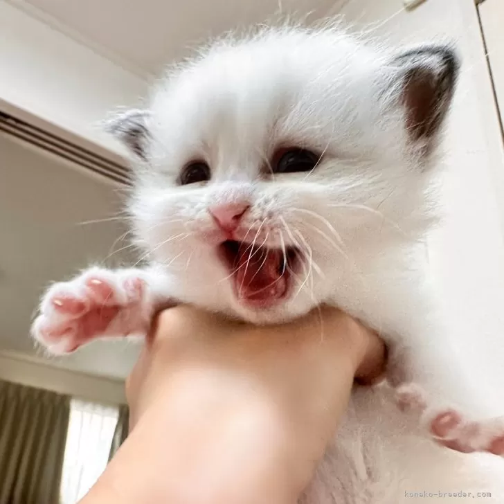 ID:2405-02824の子猫