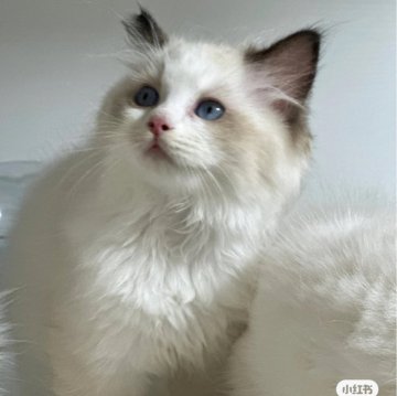 ラグドール【埼玉県・男の子・2024年6月12日・ラグドールハイグローブ】の写真「優しい性格超可愛いタイプ」