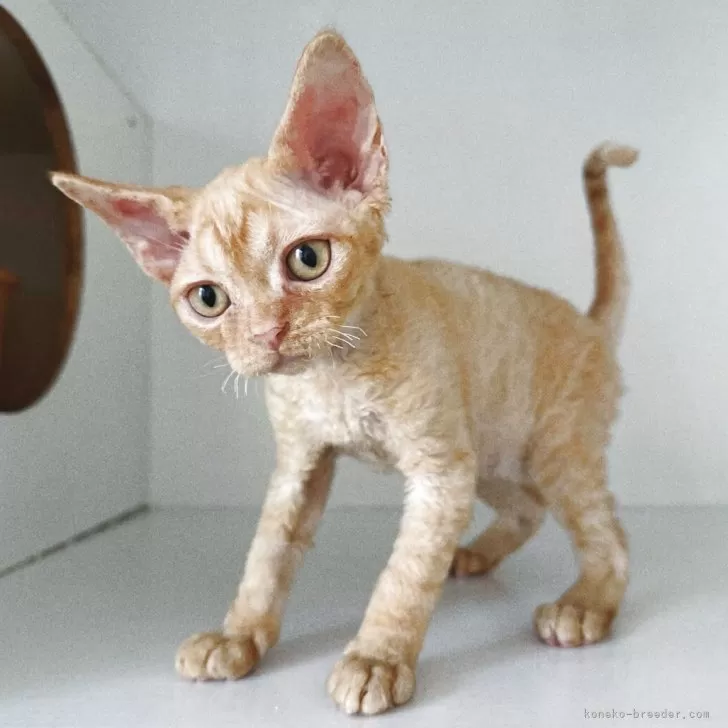 ID：2507-00031の子猫