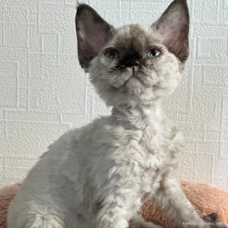ID:2502-00202の子猫