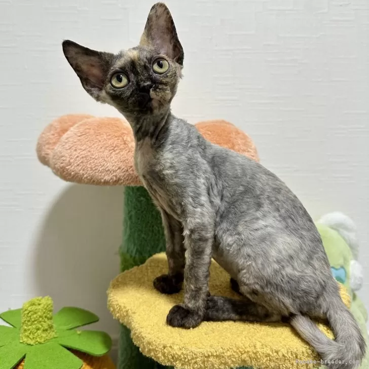 ID:2501-00645の子猫