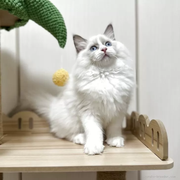 ラグドール【埼玉県・男の子・2025年3月6日・シールポイントバイカラー】の写真1