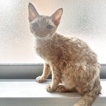 デボンレックス【埼玉県・男の子・2025年6月3日・レッドタビー】の写真「長毛で甘えん坊の王子様」