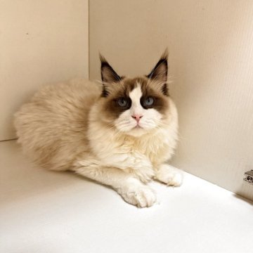 ラグドール【埼玉県・男の子・2025年3月6日・シールポイントバイカラー】の写真「可愛💗くて甘えん坊でお茶目な子」