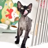 デボンレックス