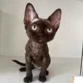 デボンレックス
