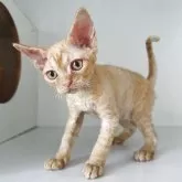 デボンレックス