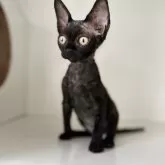 デボンレックス