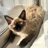 デボンレックス【埼玉県・男の子・2024年6月29日・タピオカ-ポイント】の写真1