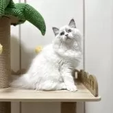 ラグドール【埼玉県・男の子・2025年3月6日・シールポイントバイカラー】の写真2