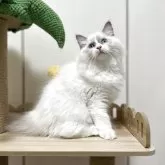 ラグドール【埼玉県・男の子・2025年3月6日・シールポイントバイカラー】の写真4