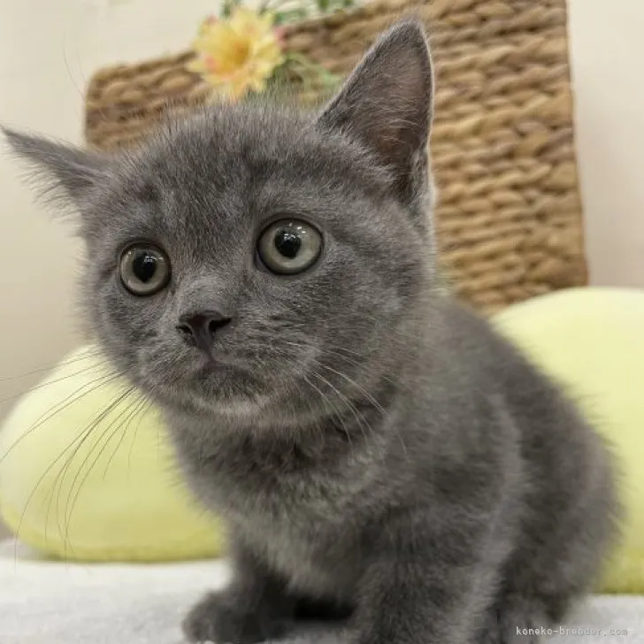ID:2305-01447の子猫