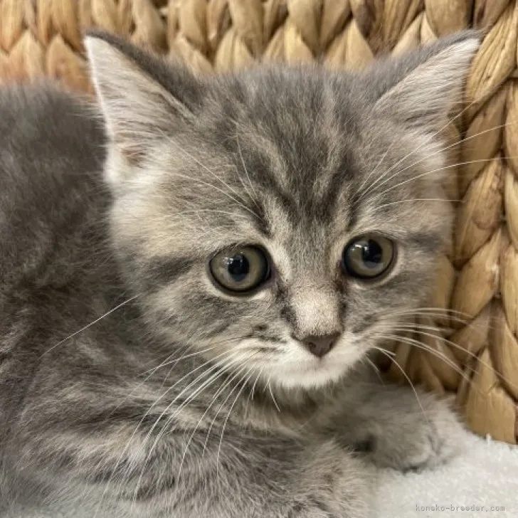 ID:2306-01380の子猫