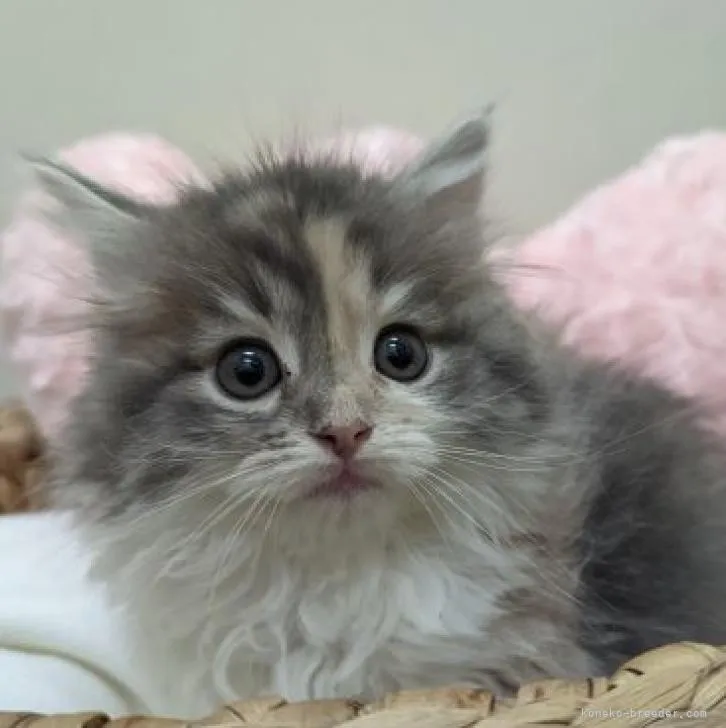 ID:2210-02052の子猫