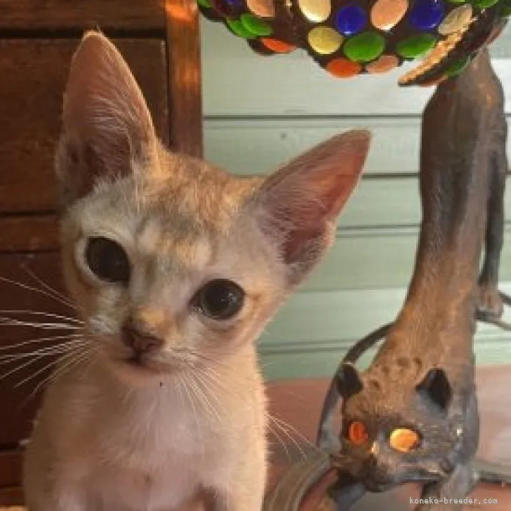 ID:2308-02264の子猫