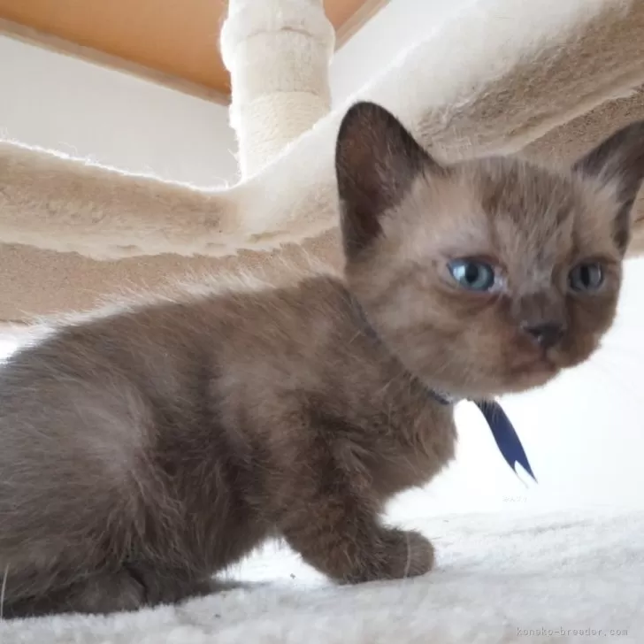 ID:2403-02227の子猫