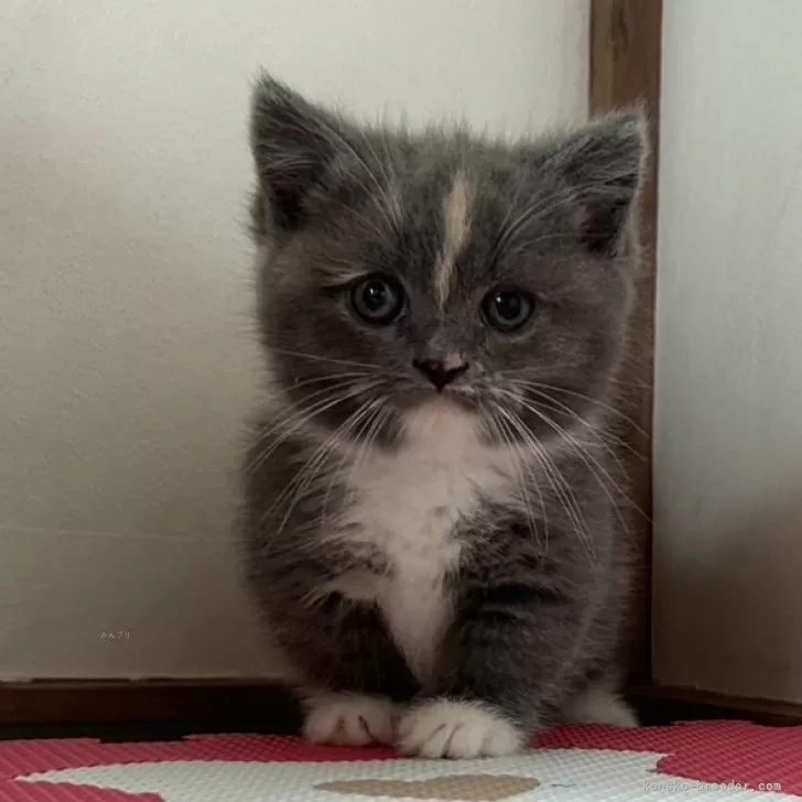 ID:2408-01136の子猫