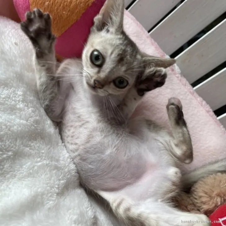 ID：2311-00780の子猫