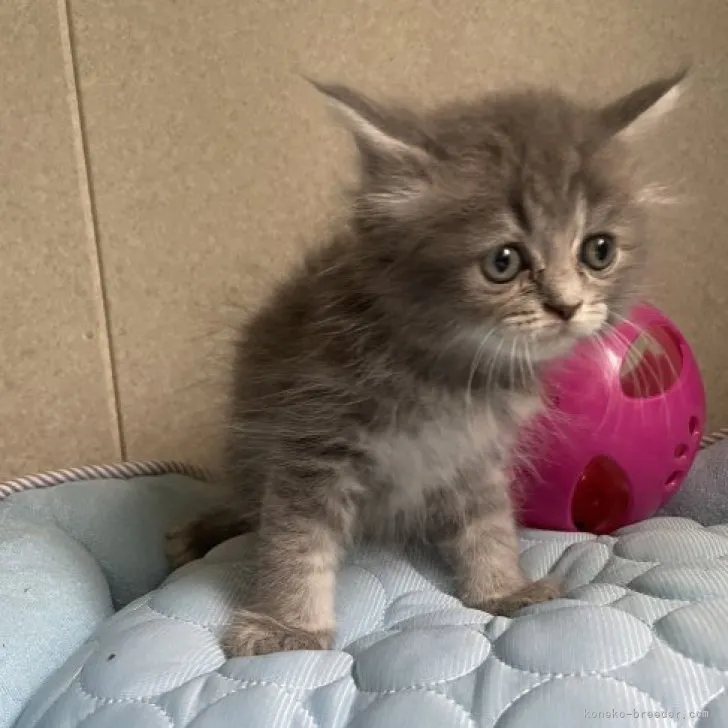 ID:2308-02146の子猫