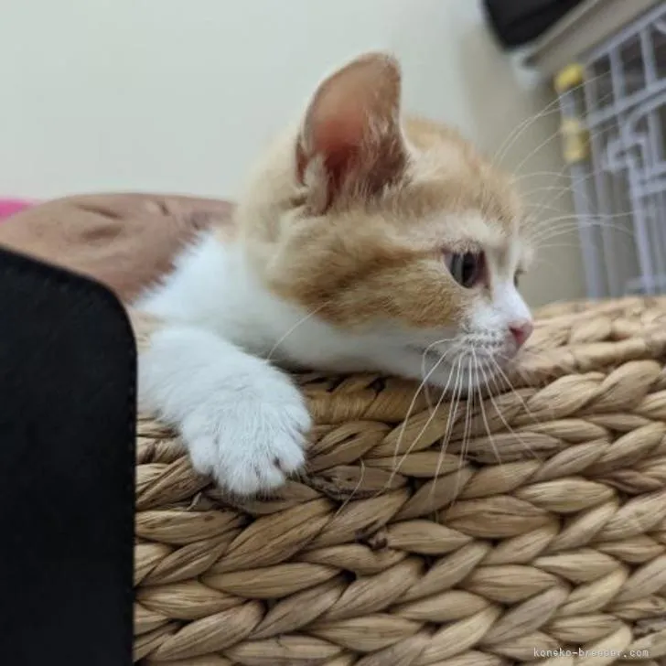 ID:2209-01015の子猫