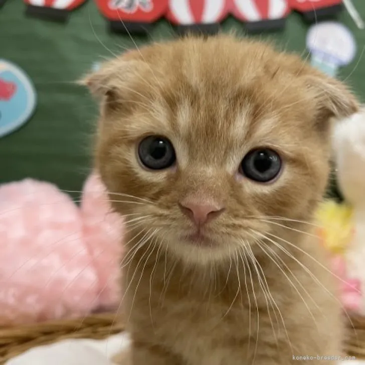 H.S 様のお迎えした子猫