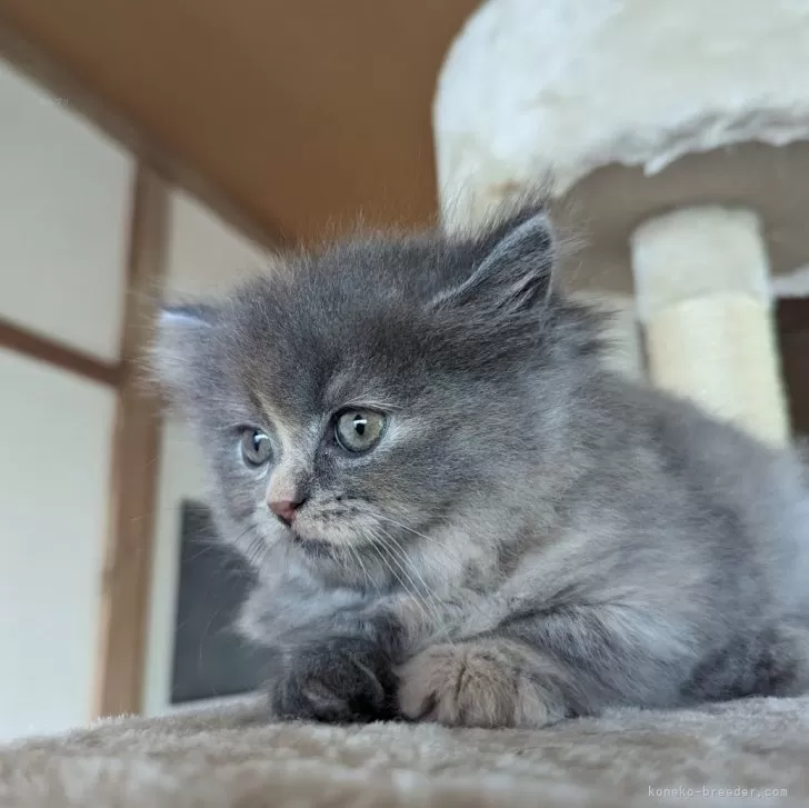 ID:2406-00582の子猫