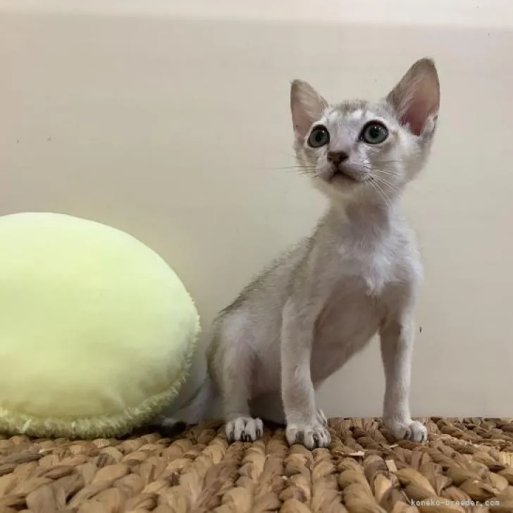 ID:2211-01412の子猫