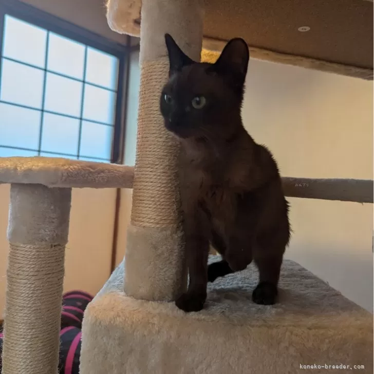 ID:2406-03473の子猫