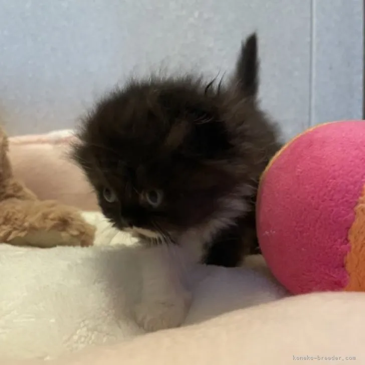 ID:2308-02729の子猫