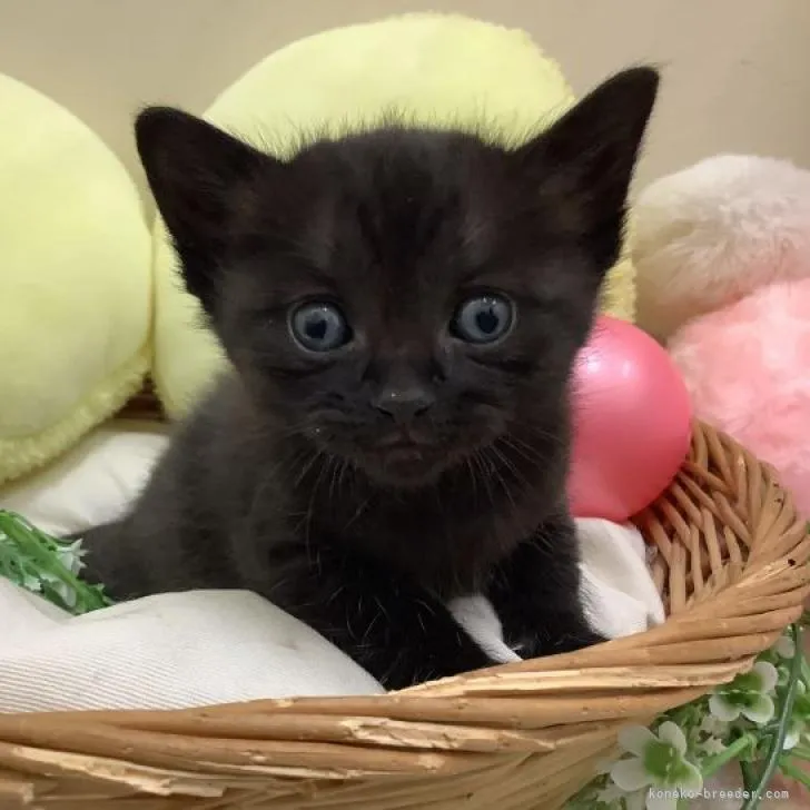 ID:2303-00329の子猫