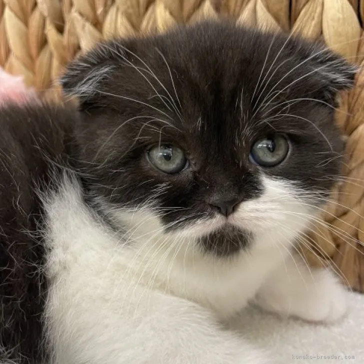 ID:2306-01375の子猫