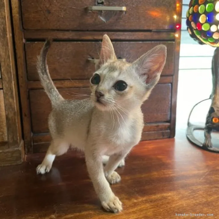 ID:2308-02728の子猫