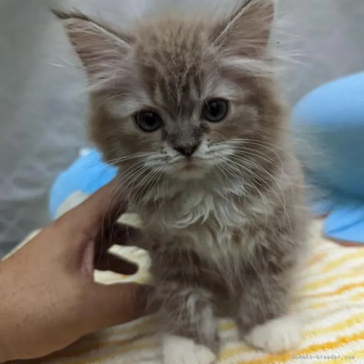 ID:2207-00105の子猫