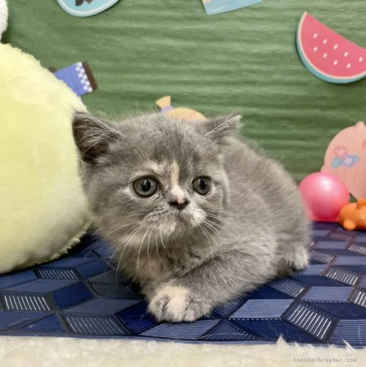 ID:2305-01882の子猫