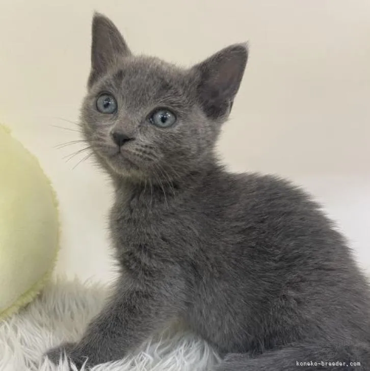 ID:2301-00964の子猫