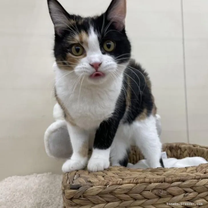 ID:2303-00355の子猫