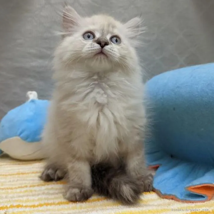 ID:2207-00109の子猫