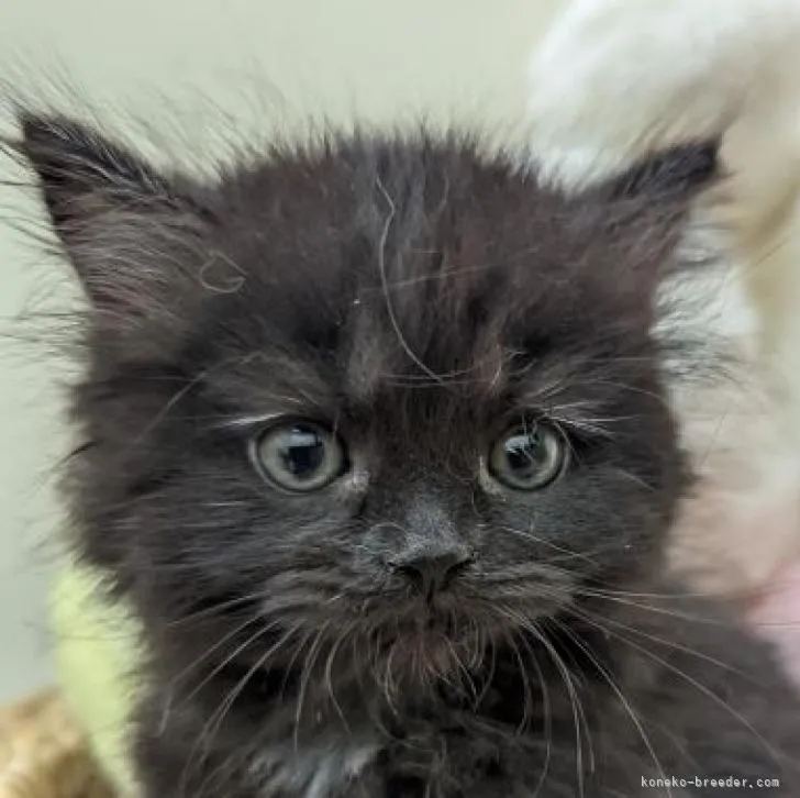 ID:2210-02772の子猫