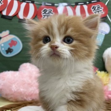 スコティッシュフォールド(立ち耳)【北海道・男の子・2023年4月17日・レッドタビー&ホワイト（ロングヘアー）】の写真「キュートなお顔だち」