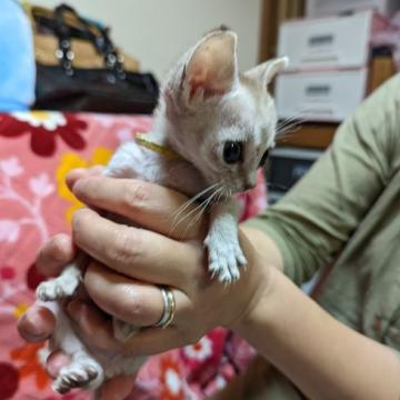シンガプーラ【北海道・女の子・2022年5月15日・セピアグーティ（短毛）】の写真「ベタ慣れ小さい女のコです。」