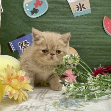 エキゾチックショートヘア【北海道・男の子・2023年4月11日・クリームタビー（短毛）】の写真「タレ目ちゃん」