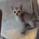 シンガプーラ【北海道・女の子・2024年5月14日・セピアグーティー】の写真1「もっと可愛くなるよ〜」