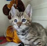 ベンガル【北海道・男の子・2022年7月20日・ブラウンスポテッドタビー】の写真1「顔が丸くて可愛い〜」