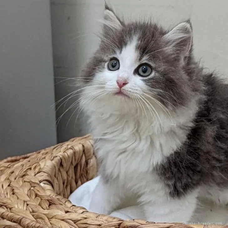 ID:2206-02090の子猫
