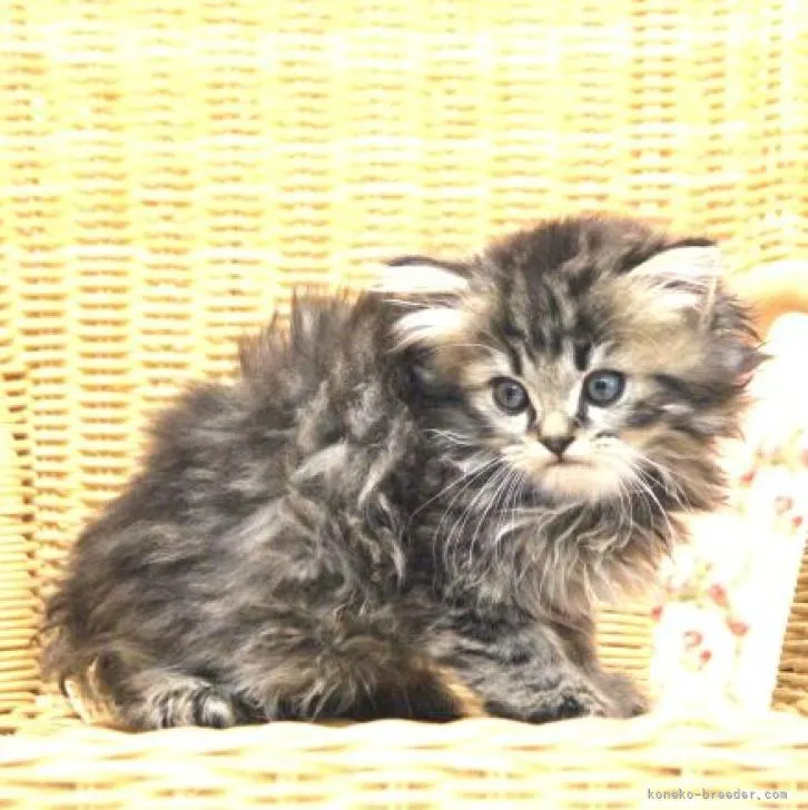 ID:2207-02892の子猫