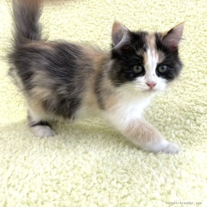 ID:2208-02318の子猫