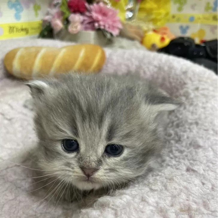 ID:2404-00278の子猫