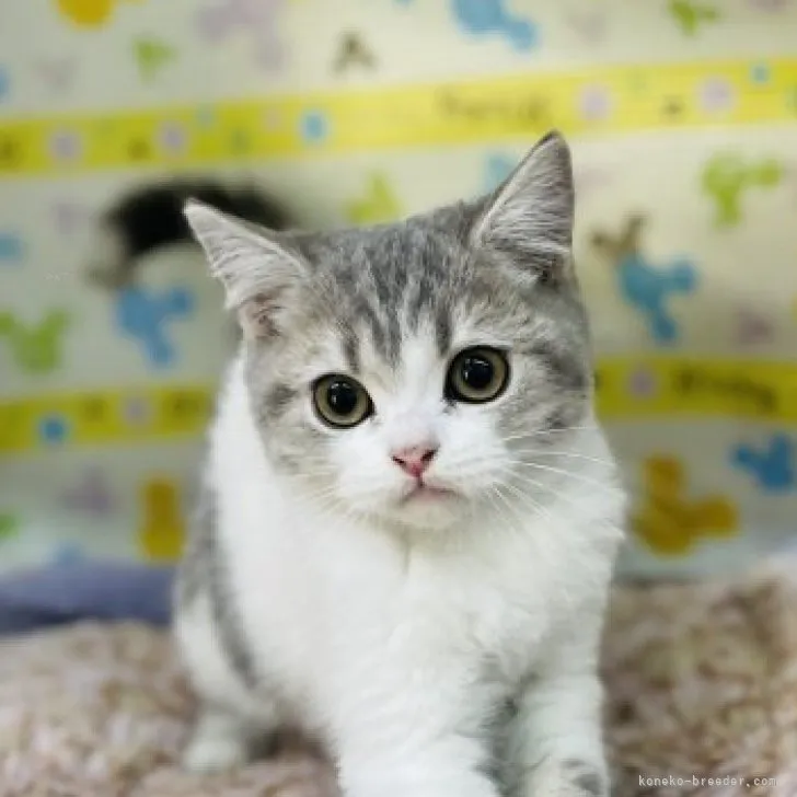 ID:2311-02096の子猫