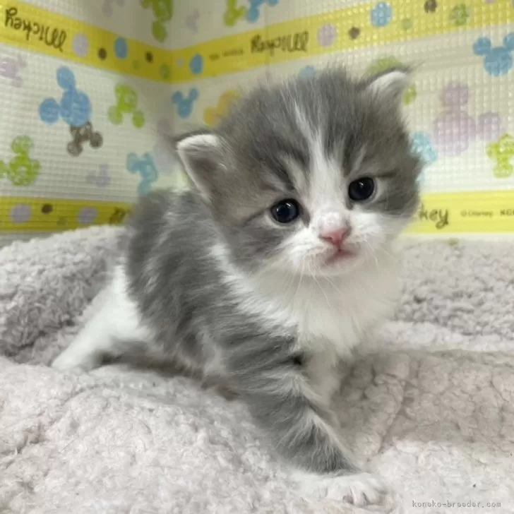 ID:2404-00339の子猫